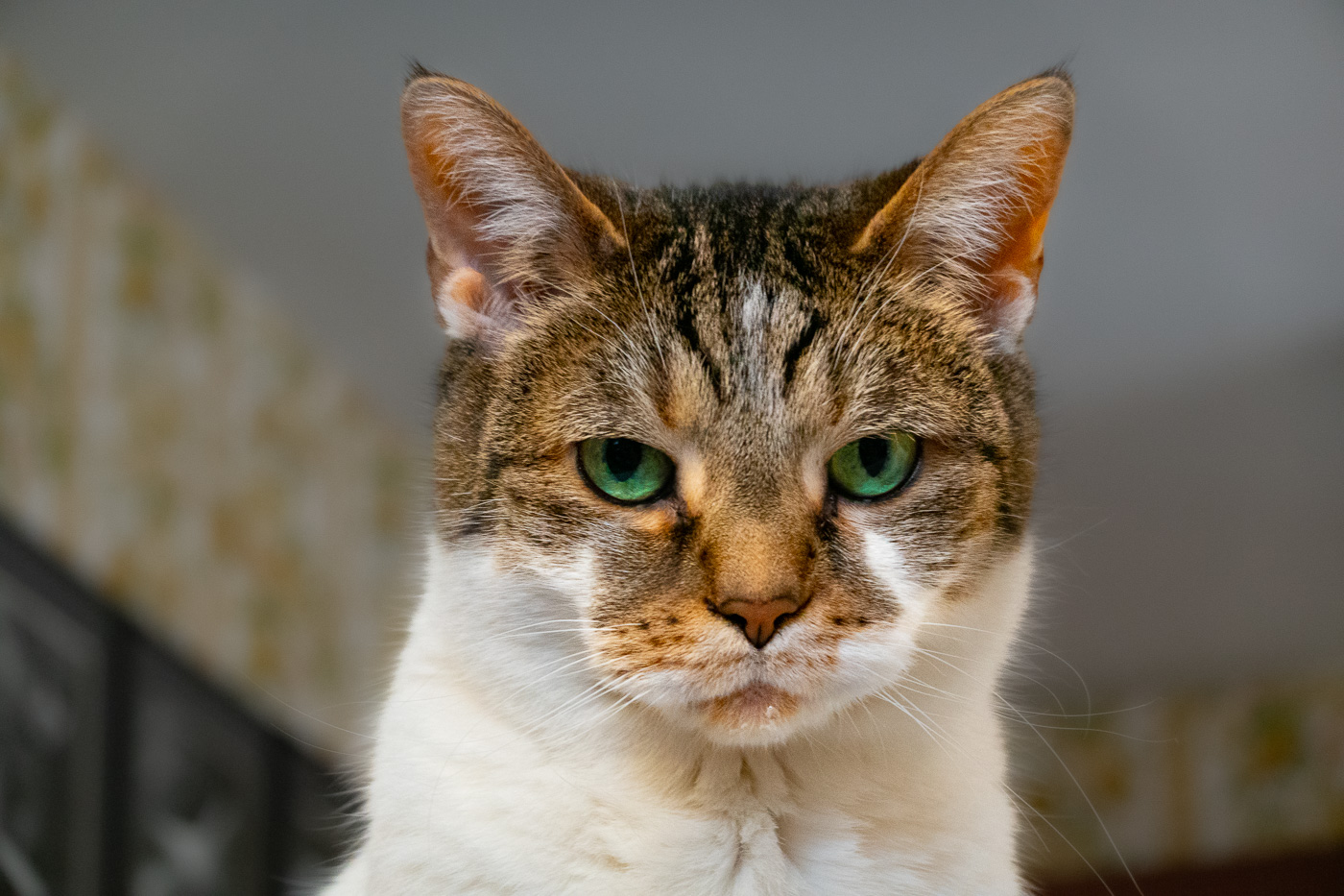 Chloe Cat