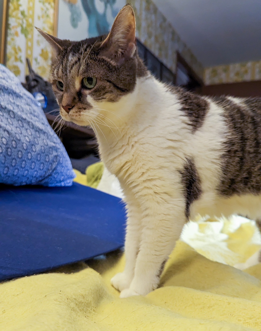 Chloe Cat