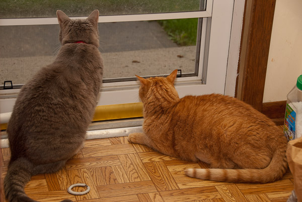 Scampi and Tangerine