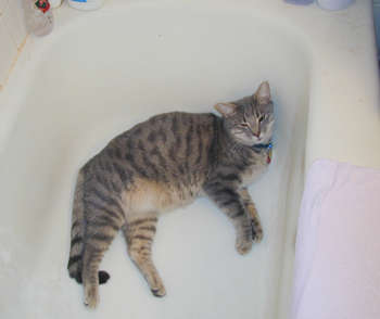 The Blinn Cats Page, Cat Sleeping In Bathtub